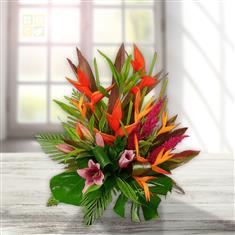 Bird of Paradise Strelitzia