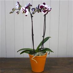 Orchid Plant